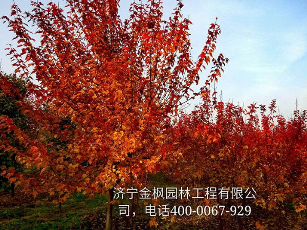 三、購買我們紅楓具體流程是怎么進行的？