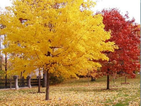 一、我們的紅楓為何能保障在同類產(chǎn)品中價錢低？