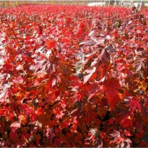 夕陽(yáng)紅紅楓